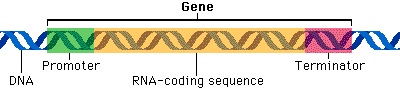 gene