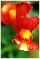 The snapdragon disobeys Mendel's laws