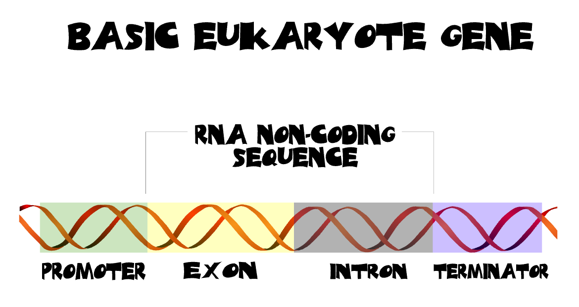 Eukaroyte Gene