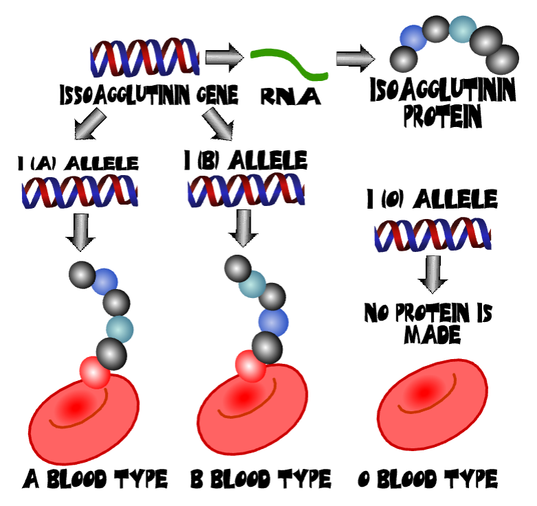 Blood Types