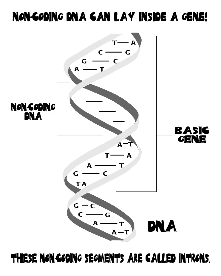 Non-coding DNA Segments