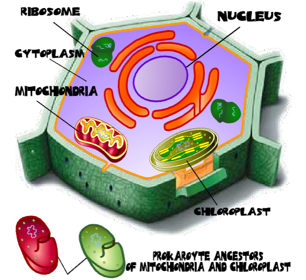 Eukaroytic Plant Cell