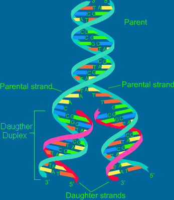 The snapdragon disobeys Mendel's laws