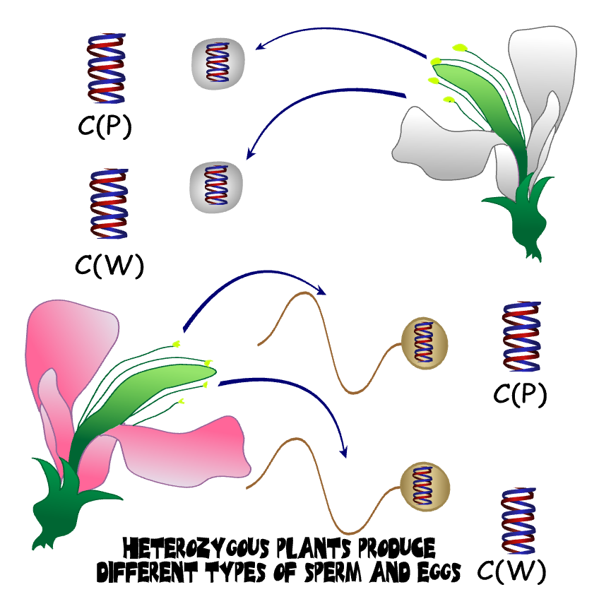 Female Heterozygote Flower